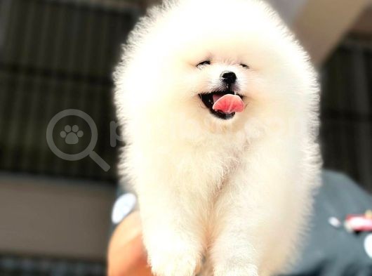 Pomerani̇an Boo görsel