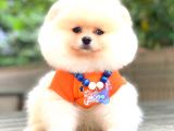 Ayi Surat Pomerani̇an Boo