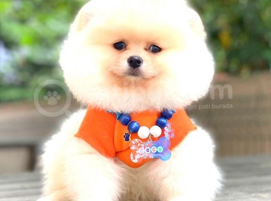 Ayi Surat Pomerani̇an Boo görsel