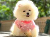 Mi̇ni̇ Boy Pomerani̇an Boo