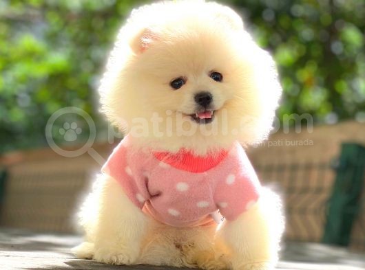 Mi̇ni̇ Boy Pomerani̇an Boo görsel