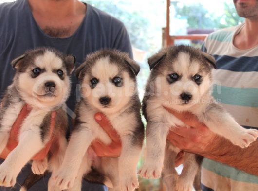 Her Renk Si̇bi̇rya Kurdu Husky Yavrularimiz görsel