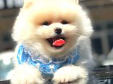 Pomerani̇an Boo