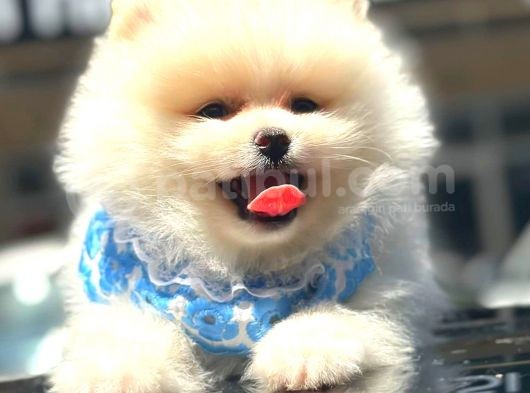 Pomerani̇an Boo görsel