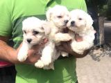 Ufacık maltese terrier yavrularım