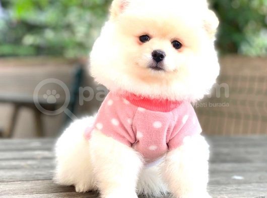 Pomerani̇an Boo Di̇şi̇ Yavrumuz görsel