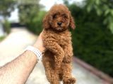 RED DİŞİ POODLE AŞILI GARANTİLİ ÇİFTLİĞİMİZDEN