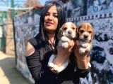 Safkan Beagle Yavrularım