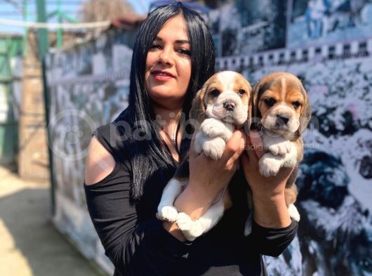 Safkan Beagle Yavrularım görsel