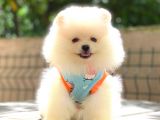 Oyuncak Ayicik Pomerani̇an Boo