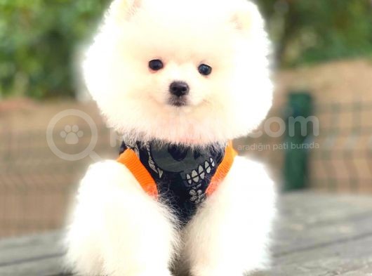 Boo Pomerani̇an Teddy Face görsel