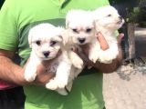 Ufacık Maltese Terrier Yavrularım