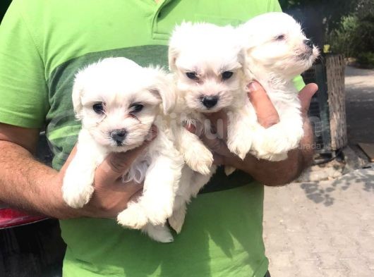 Ufacık Maltese Terrier Yavrularım görsel