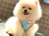OYUNCAK AYICIK POMERANİAN BOO