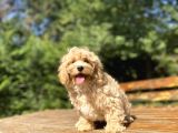 Gerçek Malti̇poo Di̇zayn Irk Bebekler
