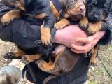 Show Güzelli̇kte Safkan Doberman Yavrular