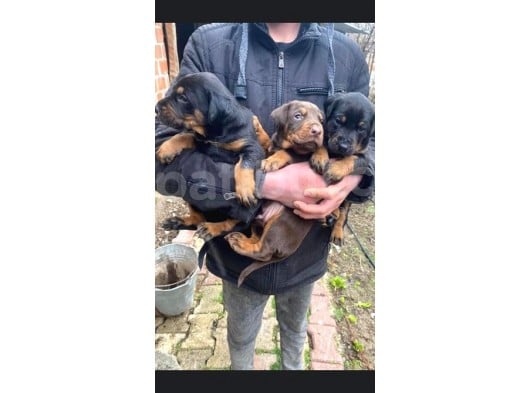 Show Güzelli̇kte Safkan Doberman Yavrular görsel