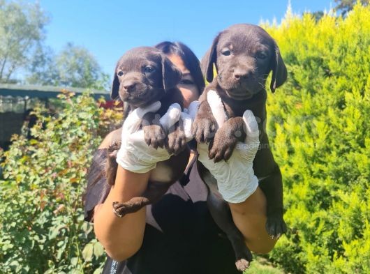 Çikolata Labrador görsel