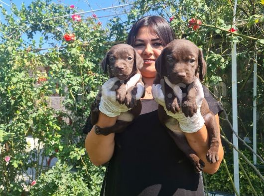 Çikolata Labrador görsel