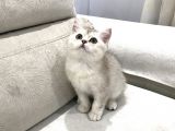 VOANLP PET GARANTISIYLE BRISTISH SHORTHAIR YAVRULARIMIZ