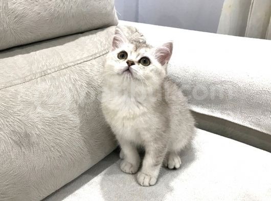 Voanlp Pet Garantisiyle Bristish Shorthair Yavrularimiz