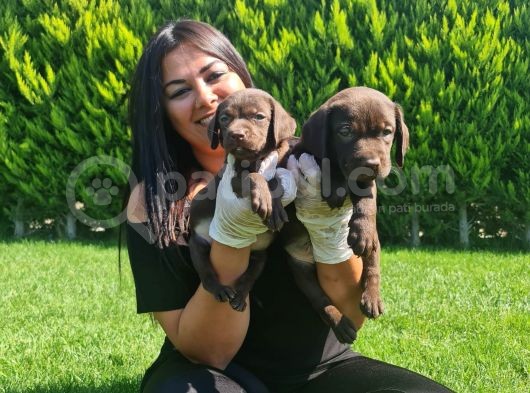 Çikolata labrador