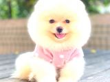 Krem Di̇şi̇ Pomerani̇an Boo