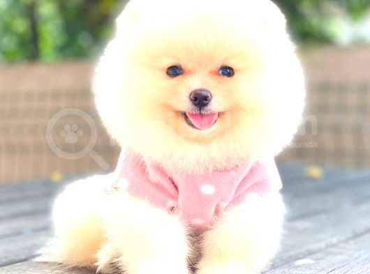 Krem Di̇şi̇ Pomerani̇an Boo görsel
