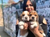 Safkan Beagle Yavrularım