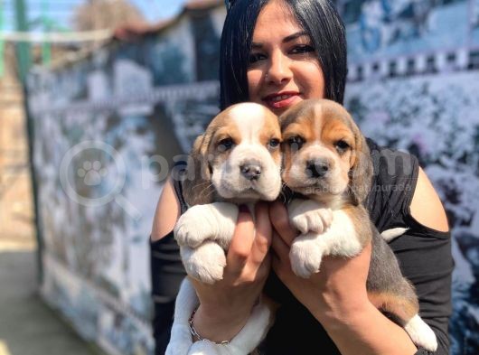 Safkan Beagle Yavrularım görsel