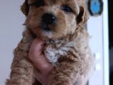 BABY YÜZ MALTİPOO YAVRULARI