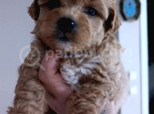 Baby Yüz Malti̇poo Yavrulari