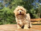 GERÇEK MALTİPOO DİZAYN IRK BEBEKLER
