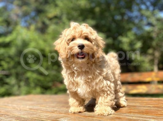 Gerçek Malti̇poo Di̇zayn Irk Bebekler