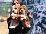 Safkan beagle yavrularım