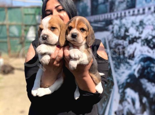 Safkan Beagle Yavrularım
