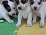 Kısa Bacak Maskeli Jack Russel Yavrular