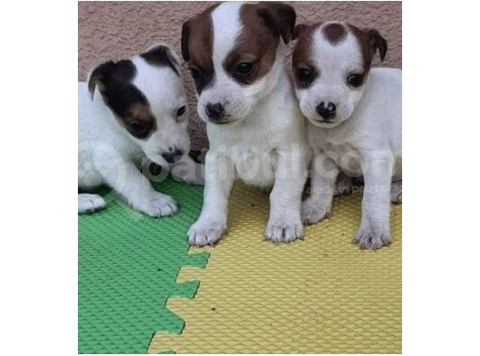 Kısa Bacak Maskeli Jack Russel Yavrular görsel
