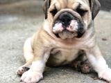 Show Kali̇te İngiliz Buldogg Yavrularımız
