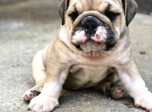 Show Kali̇te İngiliz Buldogg Yavrularımız görsel