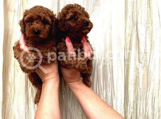 Vonalp Pet Torium Garanti̇si̇yle Muhteşem  Toy Poodle Yavrular