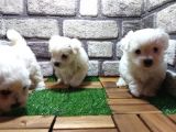 Maltese Terri̇er