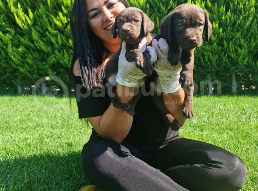 Çikolata Labrador görsel