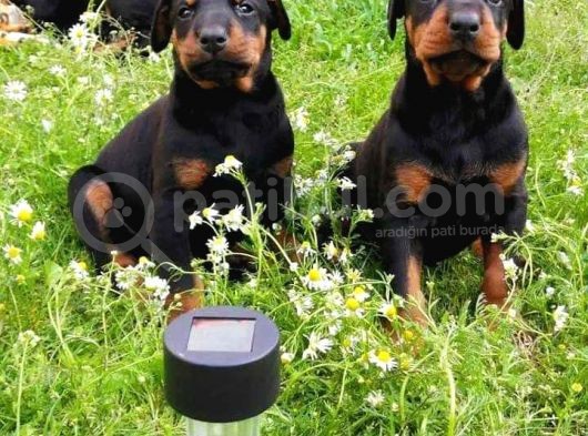 Show Güzelli̇kte Safkan Doberman Yavrular görsel