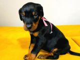 Show Güzelli̇kte Safkan Doberman Yavrular