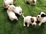 Kısa Bacak Maskeli Jack Russel Yavrular