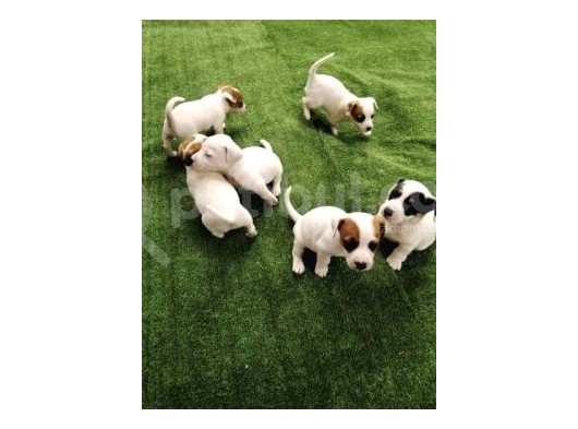 Kısa Bacak Maskeli Jack Russel Yavrular görsel