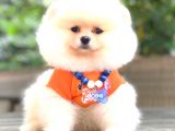 AYI SURAT POMERANİAN BOO