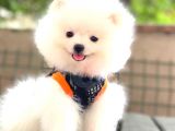BOO POMERANİAN TEDDY FACE