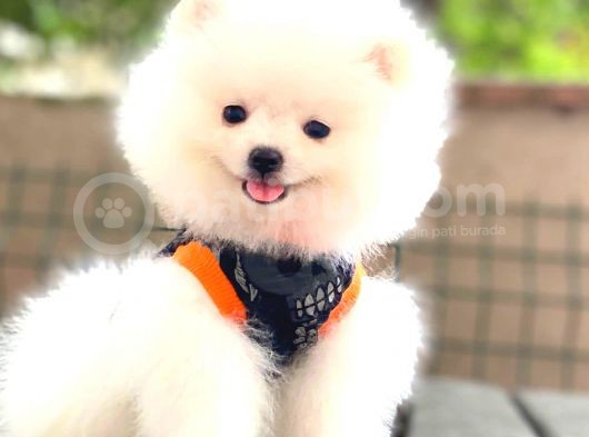 Boo Pomerani̇an Teddy Face